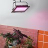 Фитопрожектор для растений светодиодный ЭРА FITO-50W-RB-LED для цветения и плодоношения красно-синего спектра 50 Вт