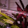 Фитолампа для растений светодиодная ЭРА FITO-18W-Ra90-Т8-G13-NL полного спектра 18 Вт Т8 G13