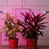 Фитолампа для растений светодиодная ЭРА FITO-18W-RB-Т8-G13-NL и мясных прилавков 18 Вт Т8 G13 красно-синего спектра