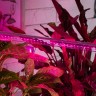 Фитолампа для растений светодиодная ЭРА FITO-18W-RB-Т8-G13-NL и мясных прилавков 18 Вт Т8 G13 красно-синего спектра