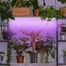 Фитолампа для растений светодиодная ЭРА FITO-18W-RB-Т8-G13-NL и мясных прилавков 18 Вт Т8 G13 красно-синего спектра