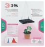 Фитопрожектор для растений светодиодный ЭРА FITO-50W-LED-BLUERED для цветения и плодоношения 50Вт красно-синего спектра