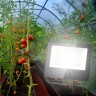 Фитопрожектор для растений светодиодный ЭРА FITO-50W-Ra90-LED для цветения и плодоношения полного спектра 50 Вт